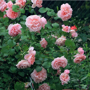 Персиково-розовая - Роза флорибунда 